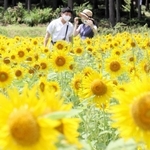 黄色の大輪がじゅうたんのように広がるヒマワリ畑＝たんとう花公園