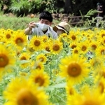 黄色の大輪がじゅうたんのように広がるヒマワリ畑＝たんとう花公園