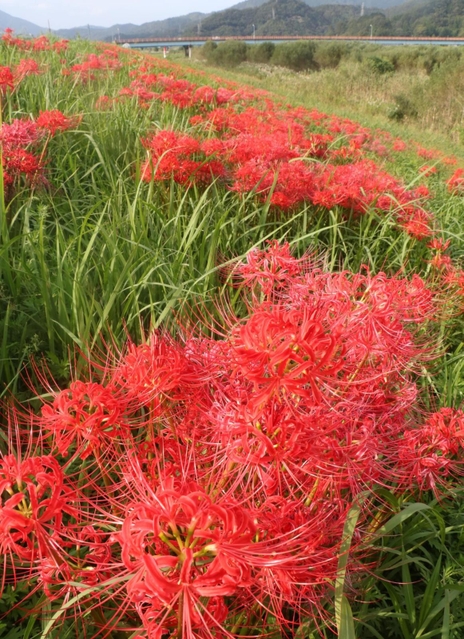 円山川の河川敷に咲くヒガンバナ＝豊岡市立野