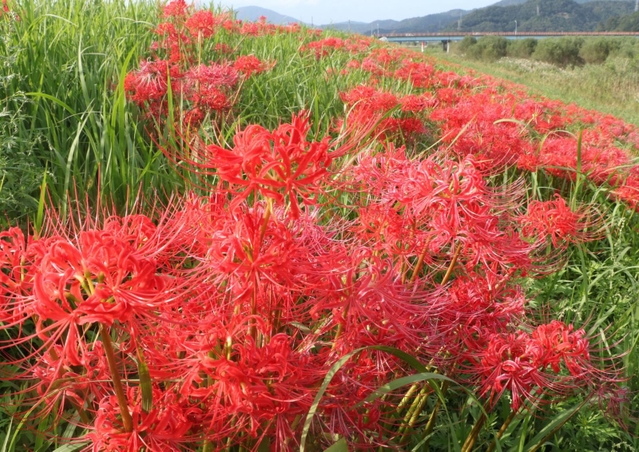 円山川の河川敷に咲くヒガンバナ＝豊岡市立野