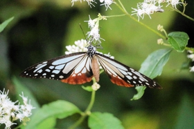 フジバカマの蜜を吸うアサギマダラ＝豊岡市加陽