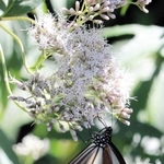 フジバカマの蜜を吸うアサギマダラ＝豊岡市加陽