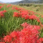 円山川の河川敷に咲くヒガンバナ＝豊岡市立野