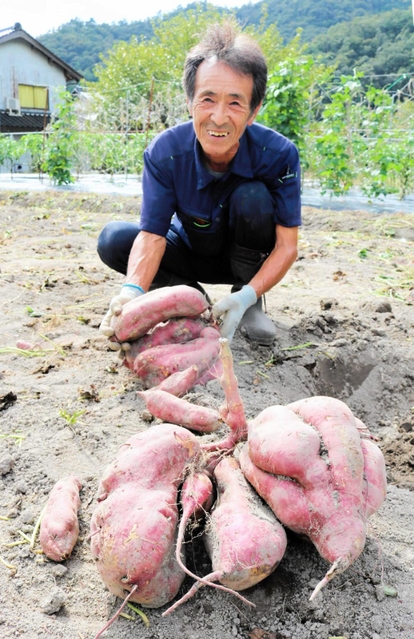 サッカーボールほどもある大きなサツマイモがごろごろと実った＝豊岡市出石町