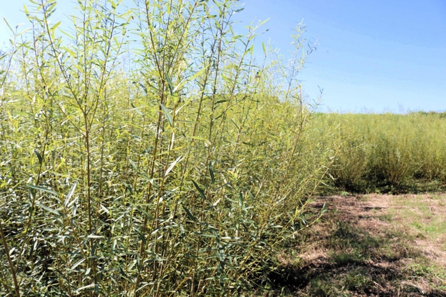 畑で育てられるコリヤナギ＝豊岡市清冷寺