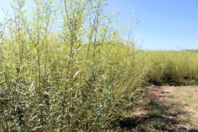 畑で育てられるコリヤナギ＝豊岡市清冷寺