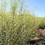 畑で育てられるコリヤナギ＝豊岡市清冷寺