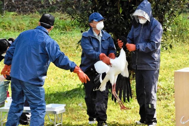 公開エリアのコウノトリを移動のために捕獲する飼育員ら＝県立コウノトリの郷公園
