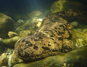 川底で獲物を待つオオサンショウウオ＝朝来市生野町口銀谷