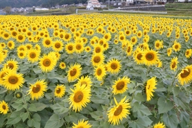 黄色いヒマワリの花が一面に広がる＝朝来市和田山町野村