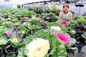 葉ボタンを栽培するみどり園芸の中尾輝子さん＝豊岡市出石町片間
