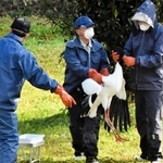 公開エリアのコウノトリを移動のために捕獲する飼育員ら＝県立コウノトリの郷公園