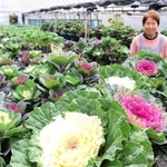 葉ボタンを栽培するみどり園芸の中尾輝子さん＝豊岡市出石町片間