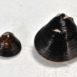 横幅５センチほどの特大サイズ（右）と小サイズのシジミ