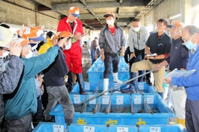 香住漁港西港の初競りで松葉ガニを買い求める仲買人たち＝昨年１１月６日、香美町香住区若松