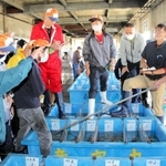 香住漁港西港の初競りで松葉ガニを買い求める仲買人たち＝昨年１１月６日、香美町香住区若松