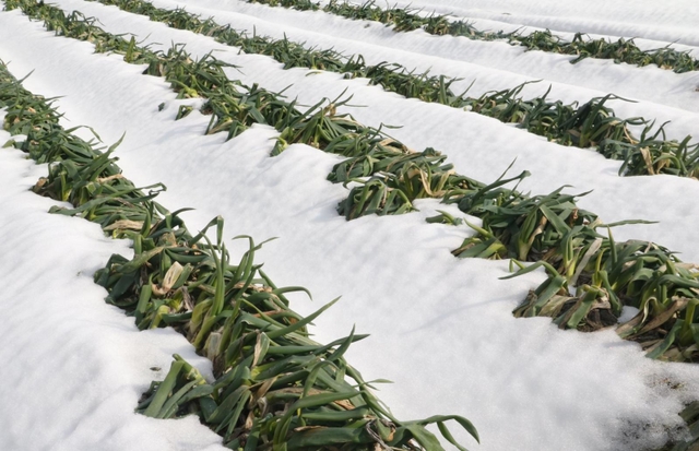 雪に押しつぶされ、青葉が折れた岩津ねぎ＝朝来市和田山町枚田