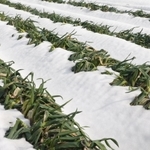 雪に押しつぶされ、青葉が折れた岩津ねぎ＝朝来市和田山町枚田