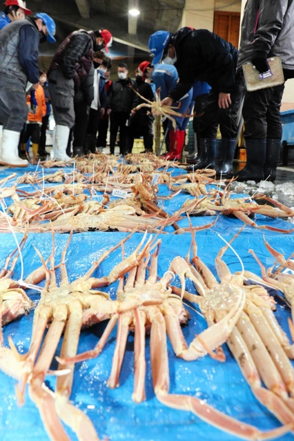 漁期終了日にピークを迎えたズワイガニの競り＝新温泉町芦屋