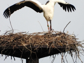 戸島湿地で、とらばさみに挟まったまま移動していたコウノトリ（コウノトリの郷公園提供）