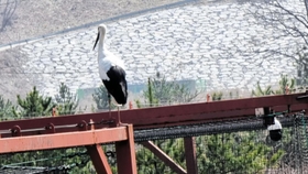 韓国・礼山コウノトリ公園で確認されたコウノトリ（礼山コウノトリ公園提供）