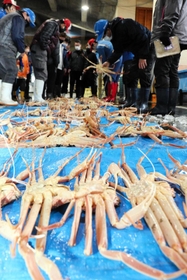漁期終了日にピークを迎えたズワイガニの競り＝新温泉町芦屋