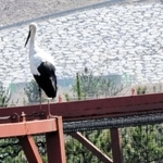 韓国・礼山コウノトリ公園で確認されたコウノトリ（礼山コウノトリ公園提供）