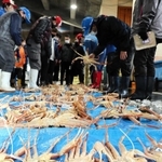 漁期終了日にピークを迎えたズワイガニの競り＝新温泉町芦屋