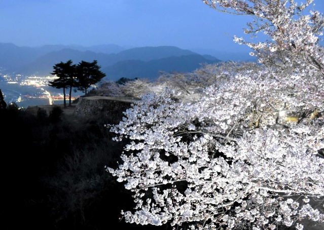 夜景とのコントラストが美しいライトアップされた桜＝竹田城跡
