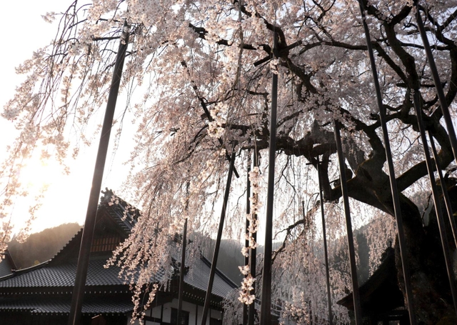 夕日に照らされ、鮮やかな色彩を放つシダレザクラ＝泰雲寺