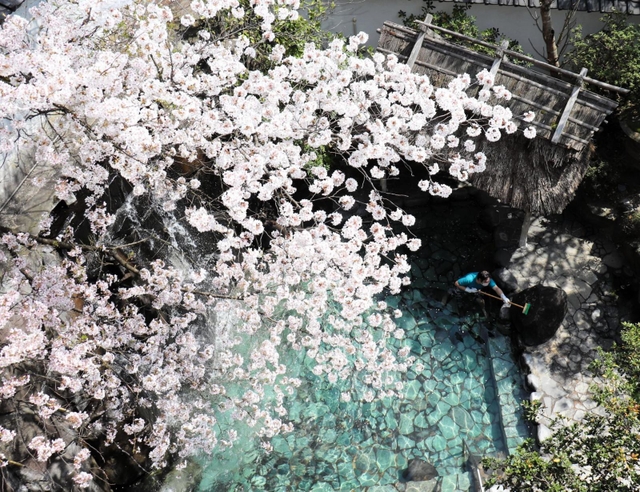 桜を楽しめる旅館「朝野家」の露天風呂。チェックアウト後に浴場係が外壁の清掃などを行う＝新温泉町湯、朝野家