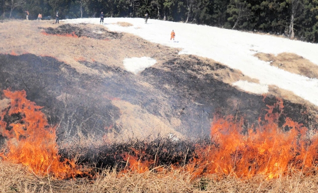 残雪が彩るススキ草原で行われた山焼き＝上山高原