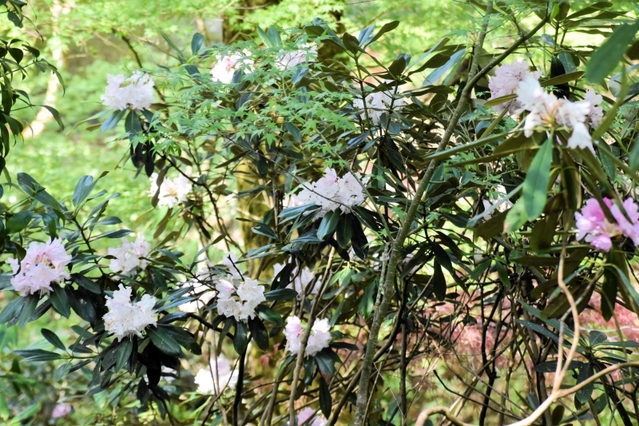 咲き誇るシャクナゲ＝金剛寺