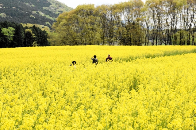 広い花畑の一面に咲き誇るカラシナ＝朝来四季彩の丘
