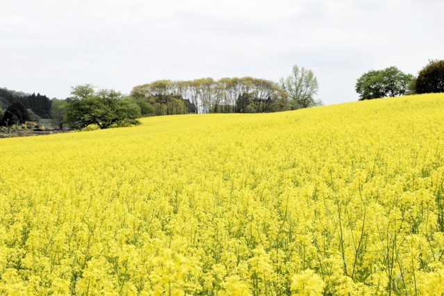 広い花畑の一面に咲き誇るカラシナ＝朝来四季彩の丘