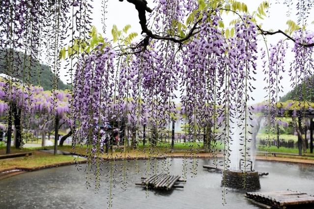 公園の中央では池を囲むようにフジが咲き誇る