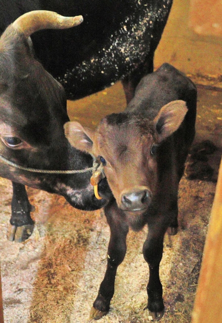 母牛の愛情を受けて育つ但馬牛の子牛＝但馬牧場公園