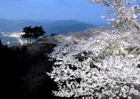 夜景とのコントラストが美しいライトアップされた桜＝竹田城跡