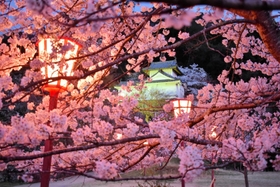 ぼんぼりの明かりに浮かび上がる桜も満開＝出石城跡