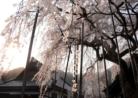 夕日に照らされ、鮮やかな色彩を放つシダレザクラ＝泰雲寺