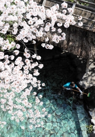 露天風呂にまで枝がせり出し、湯に浮かぶように見える満開の桜＝朝野家
