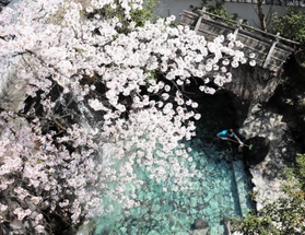 桜を楽しめる旅館「朝野家」の露天風呂。チェックアウト後に浴場係が外壁の清掃などを行う＝新温泉町湯、朝野家