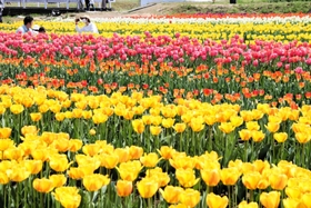 「花のじゅうたん」のように咲き誇る約１００万本のチューリップ＝たんとう花公園