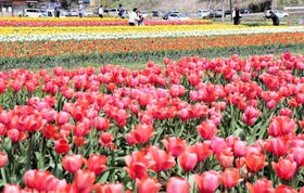 「花のじゅうたん」のように咲き誇る約１００万本のチューリップ＝たんとう花公園