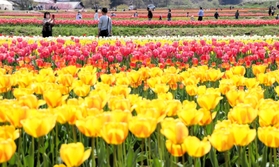 「花のじゅうたん」のように咲き誇る約１００万本のチューリップ＝たんとう花公園