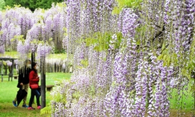 紫や白、ピンクなどの花が咲き誇る白井大町藤公園＝いずれも朝来市和田山町白井 