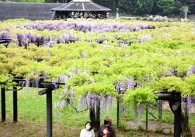 約７千平方メートルに広がる公園。１２０本以上のフジが咲き誇る
