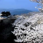 夜景とのコントラストが美しいライトアップされた桜＝竹田城跡