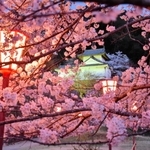 ぼんぼりの明かりに浮かび上がる桜も満開＝出石城跡