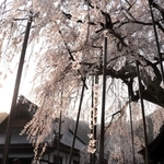 夕日に照らされ、鮮やかな色彩を放つシダレザクラ＝泰雲寺